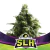 SLH – Super Lemon Haze -BSF - comprar online