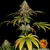 Wedding Cake Strain - Barney's Farm - comprar online
