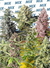 Sweet Mix Fotodependientes - Sweet Seeds - comprar online
