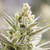 Orange Blossom XXL Auto - BSF - Full Growers