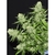 VENENO - Eva Seeds - tienda online