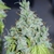 MAGIC TREE AUTO - Eva Seeds - tienda online