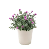 Bonsai flores