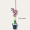 ORQUIDEA