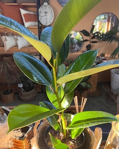 FICUS ELASTICA-GOMERO - Espacio Garden Vivero & Deco