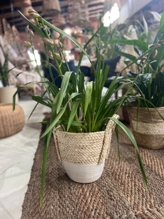 Cesta de fibra natural - comprar online