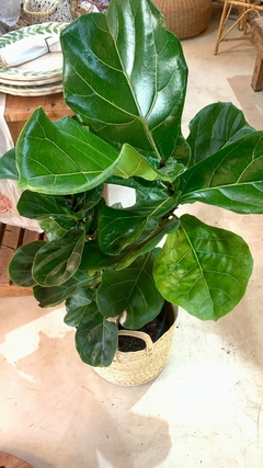 FICUS PANDURATA - comprar online