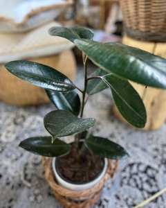 FICUS ELASTICA-GOMERO - comprar online
