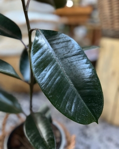 FICUS ELASTICA-GOMERO en internet