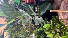 FICUS PANDURATA - tienda online