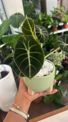 ALOCASIA BLACK VELVET