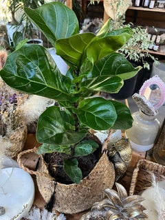 FICUS PANDURATA en internet