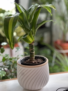 MACETA CERAMICA