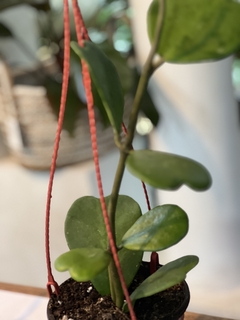 HOYA KERRI