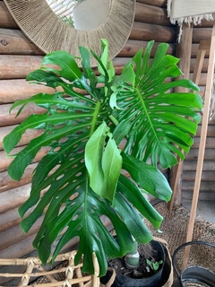 MONSTERA DELICIOSA XL - comprar online