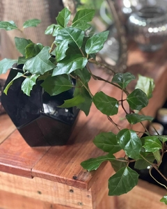 CISSUS - comprar online