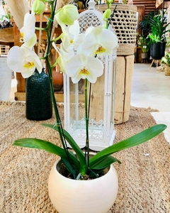 ORQUIDEA PHALAENOPSIS en internet