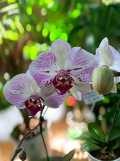 Imagen de ORQUIDEA PHALAENOPSIS