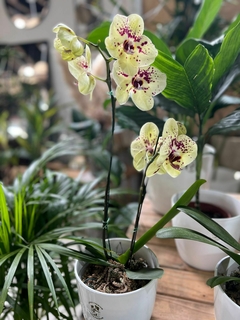 ORQUIDEA PHALAENOPSIS