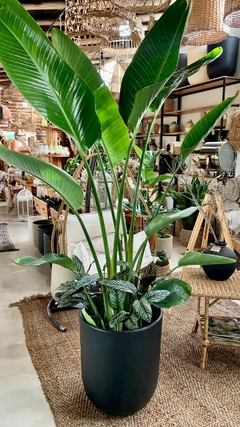STRELITZIA NICOLAI