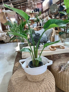 STRELITZIA NICOLAI - comprar online