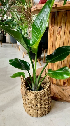 STRELITZIA NICOLAI en internet