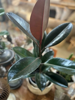 FICUS ELASTICA-GOMERO