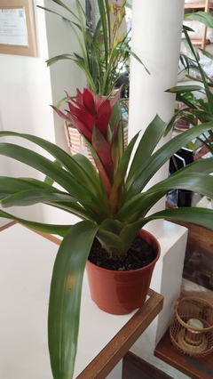 GUZMANIA