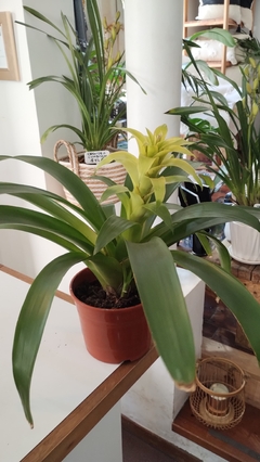 GUZMANIA - comprar online