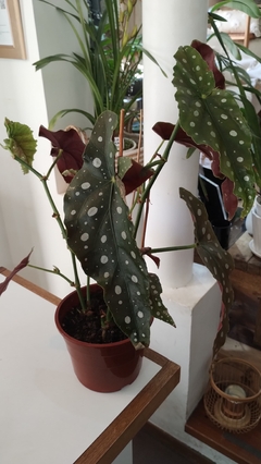 BEGONIA MACULATA