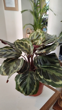 CALATHEA ROSEOPTICA MEDALLION
