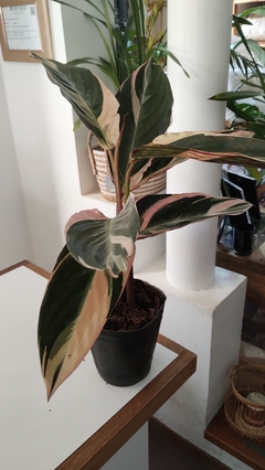 CALATHEA STROMANTE