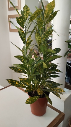 CROTON MANDARINA