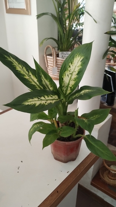 DIEFFEMBACHIA MARIANA