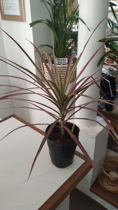 DRACAENA TERMINALIS RUBRA