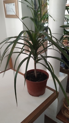 DRACAENA MARGINATA
