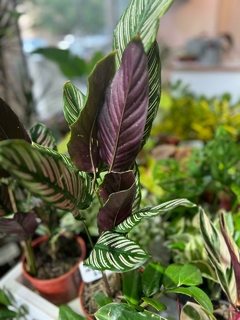 CALATHEA MIL RAYAS - comprar online