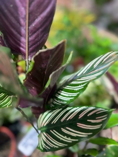 CALATHEA MIL RAYAS