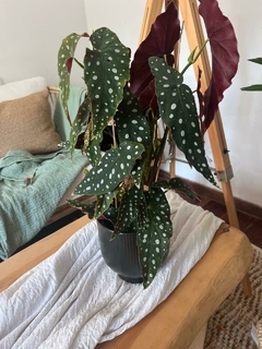 BEGONIA MACULATA en internet
