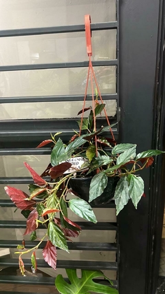 BEGONIA RED