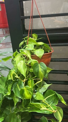 CORDATUM BRAZIL
