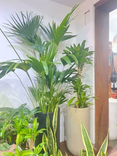 DRACENA FRAGANS-PALO DE AGUA en internet