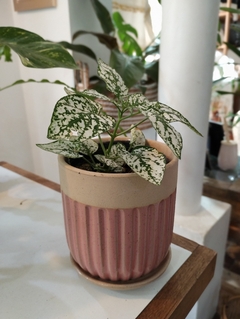 MACETA CERAMICA - comprar online