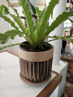 MACETA CERAMICA
