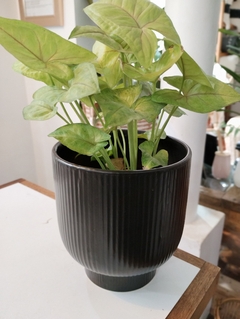 MACETA CERAMICA