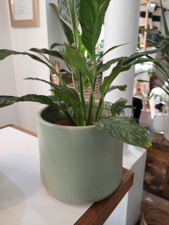 MACETA CERAMICA - comprar online