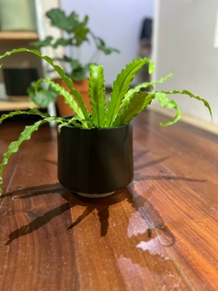 MACETA CERAMICA
