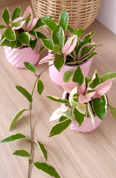 Hoya carnosa variegada