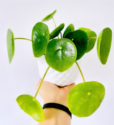 Pilea Peperomioides