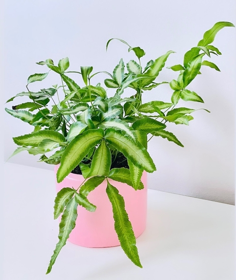 Helecho Pteris Variegado